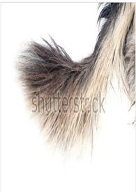 ĩ�������