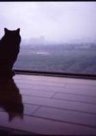 ��è����¼�������֮��